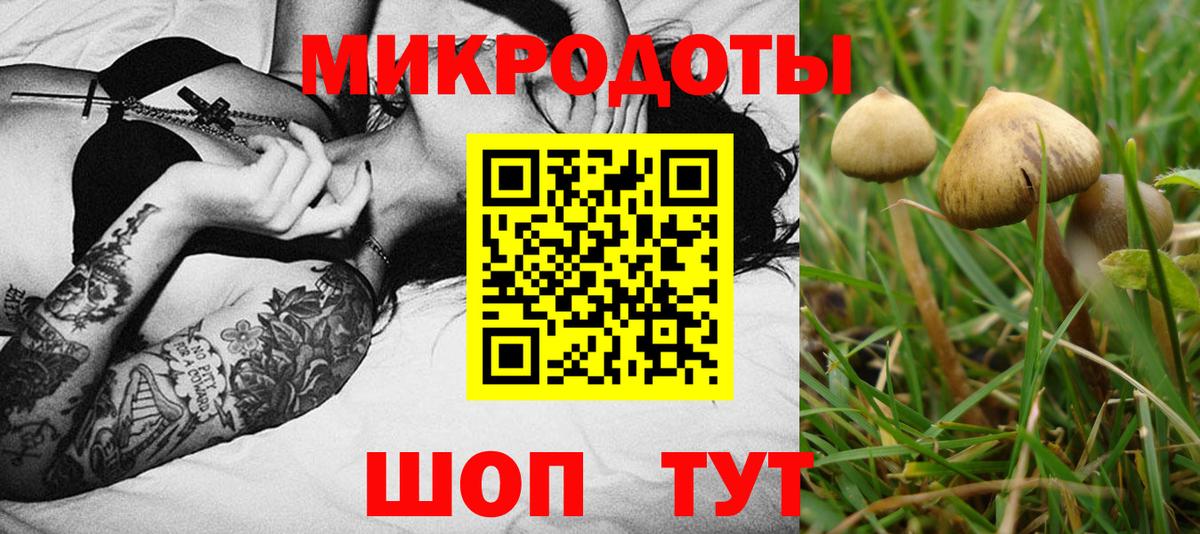 Галлюциногенные грибы Psilocybine cubensis Кропоткин
